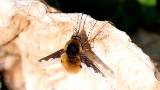 Bombylius major (Großer Wollschweber) Männchen