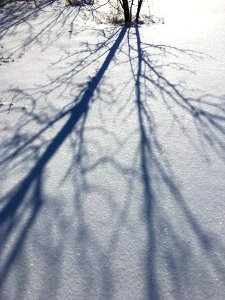 Shadow Roots photo