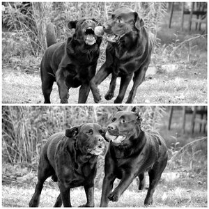 Dog ball the playground