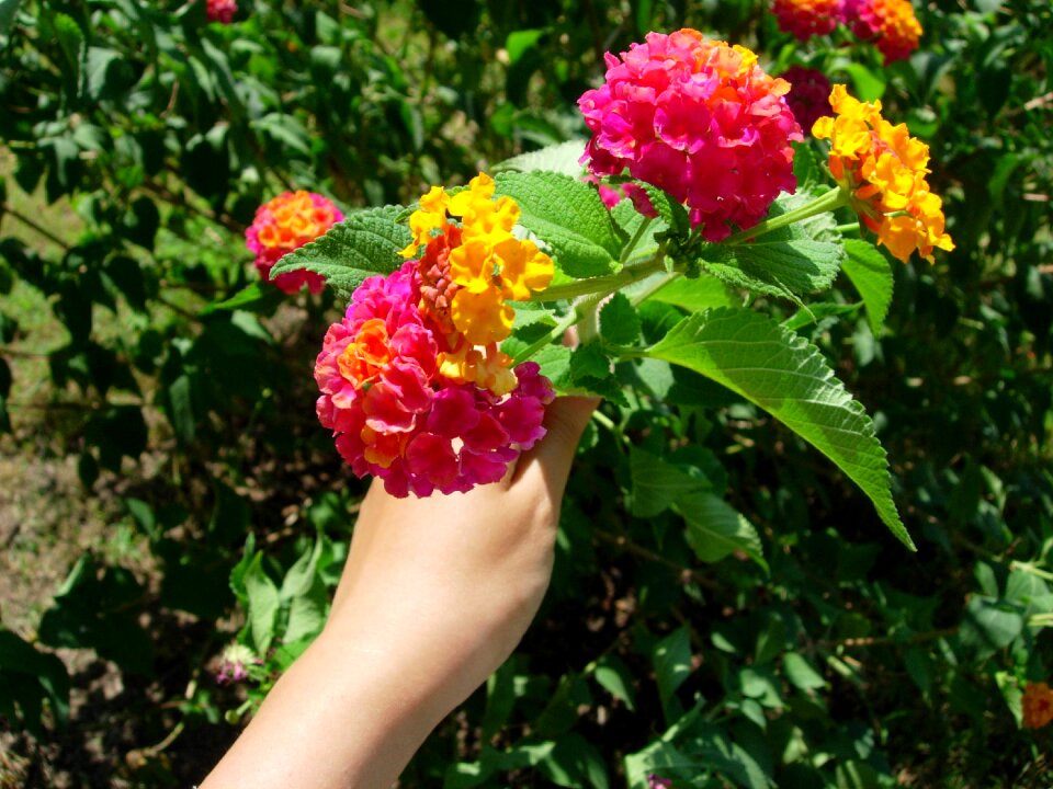 Nature bunch garden