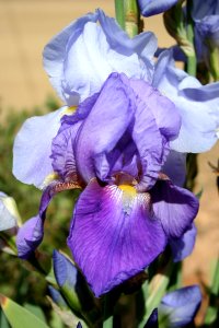 Iris Numver 43