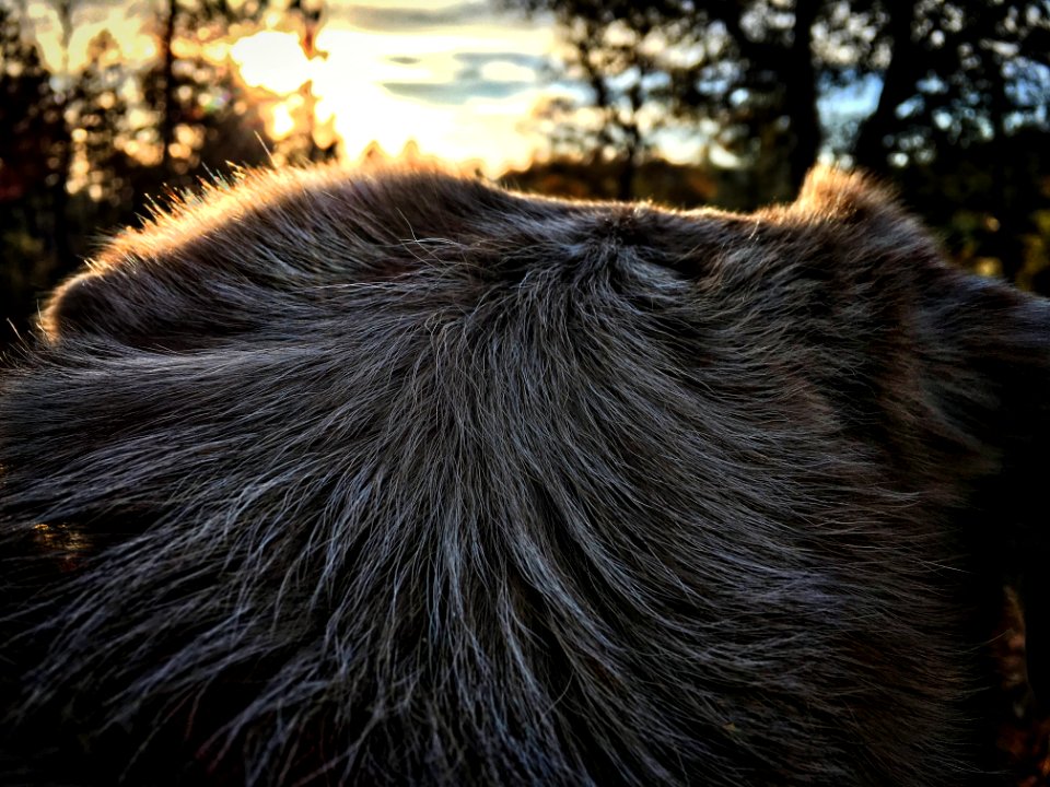 Dog Watched Sunset