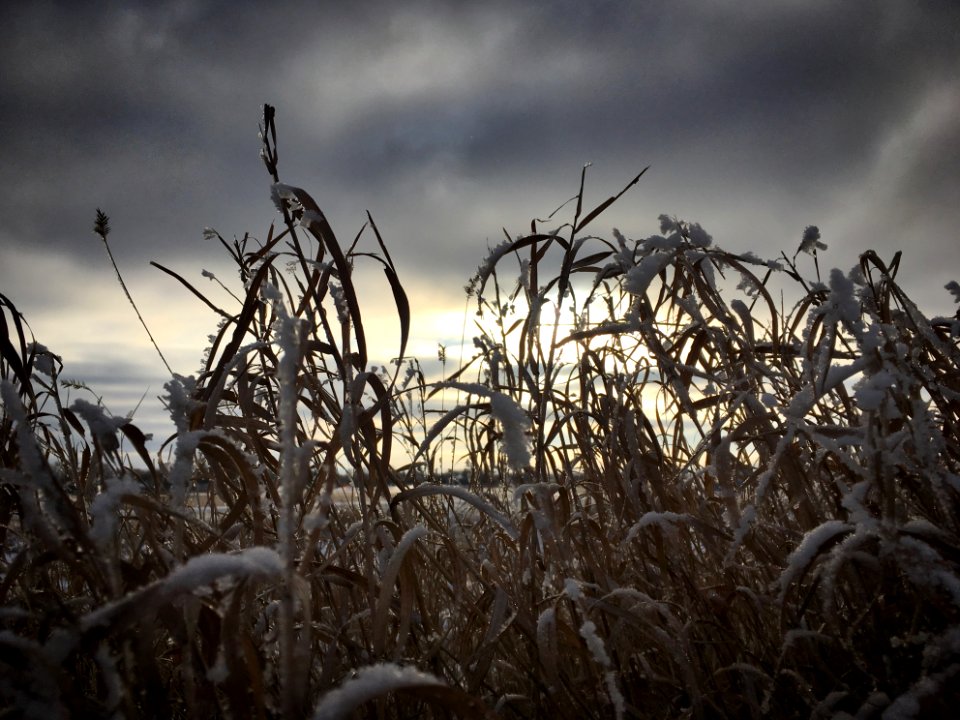 Afield in the Field