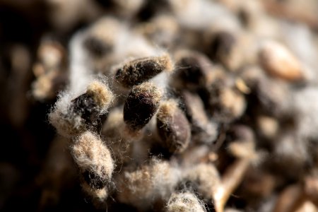 20181108-APHIS-LSC-0437