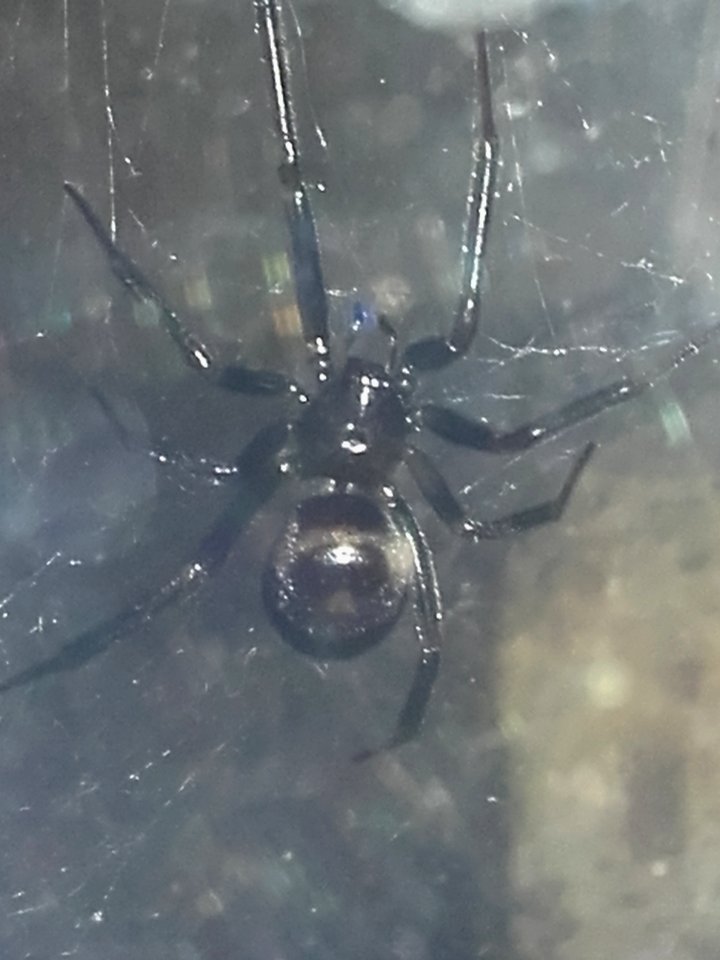 Steatoda grossa 015340