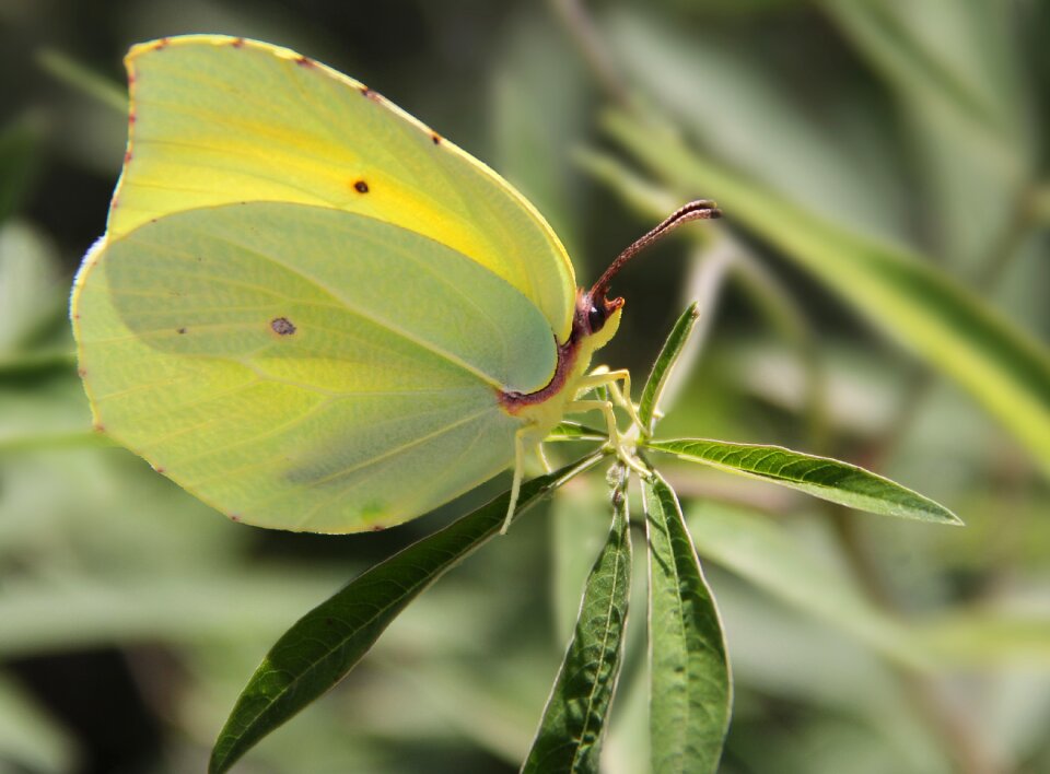Nature leaves yellow