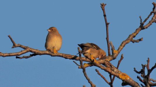 Buchfink am Abend photo