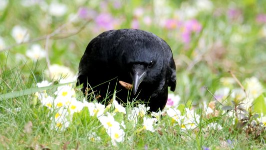 Rabenkrähe (Corvus corone corone) bei der Futtersuche