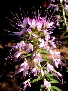 Purple Spiky Weedy Flower