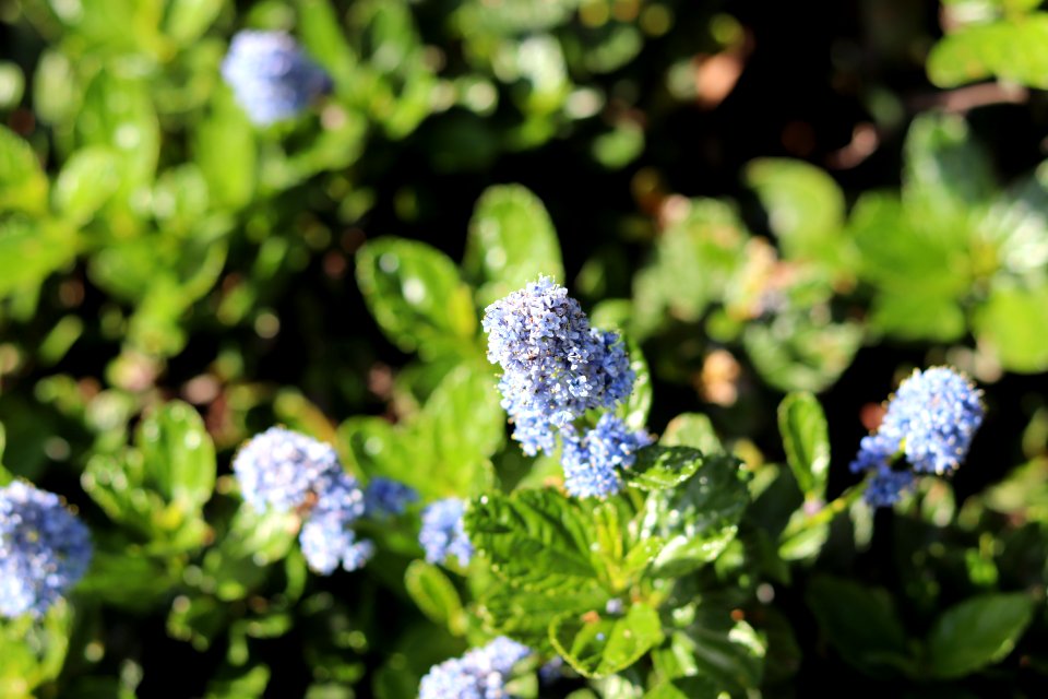 Flower at the West Entrance to UC Berkeley
