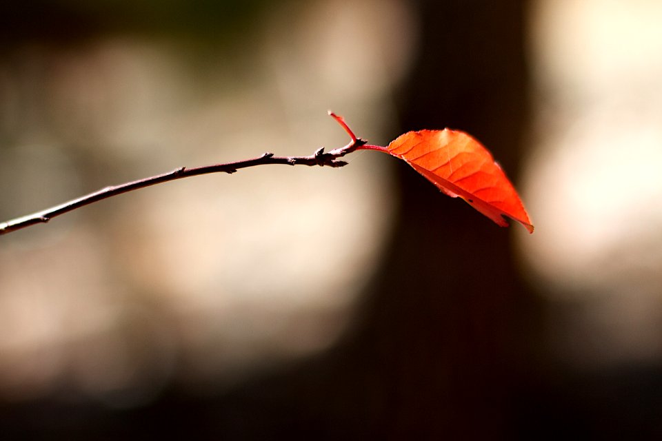 2016/366/314 The Last Stretch of Fall photo