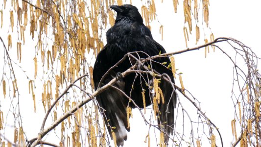 Rabenkrähe in der Birke