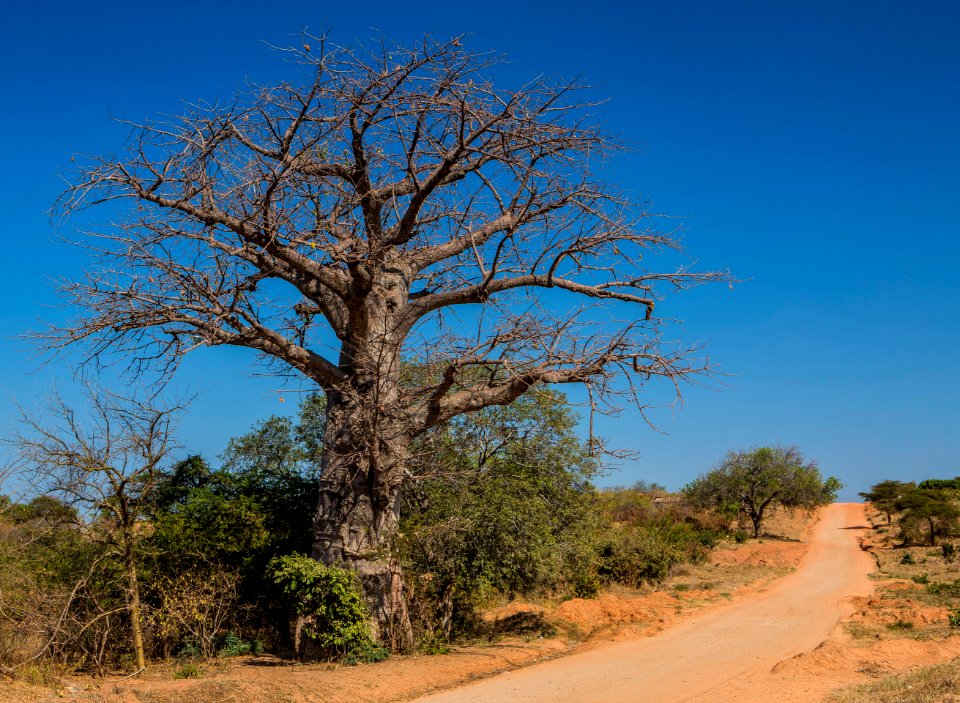 Baobab tree, Zambia