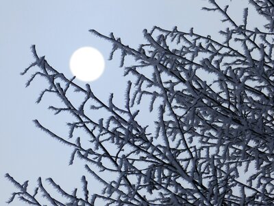 Sun branches branch photo