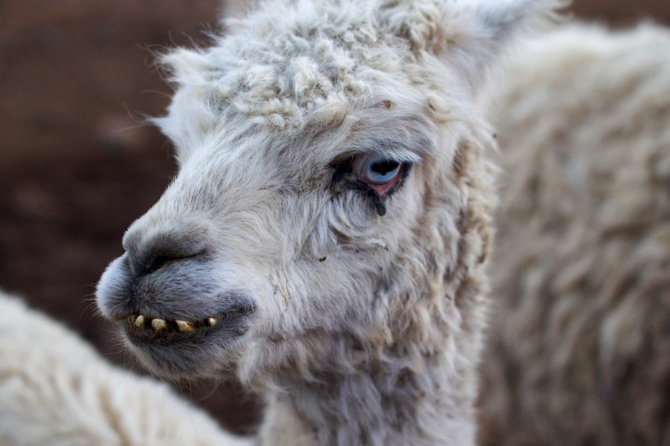 2010/365/2 A Face Only a Llama Mother Could Love