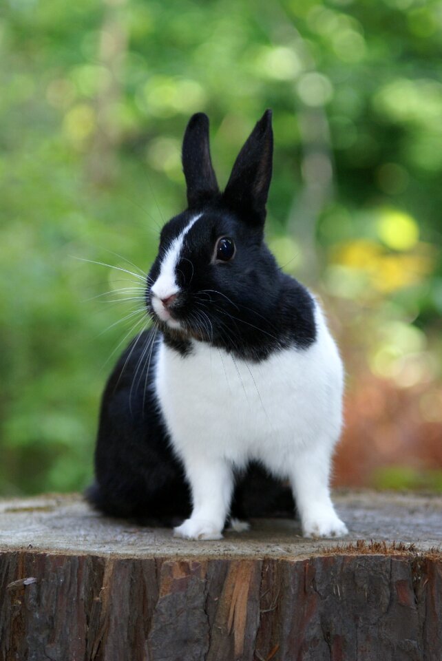 Rabbit black white