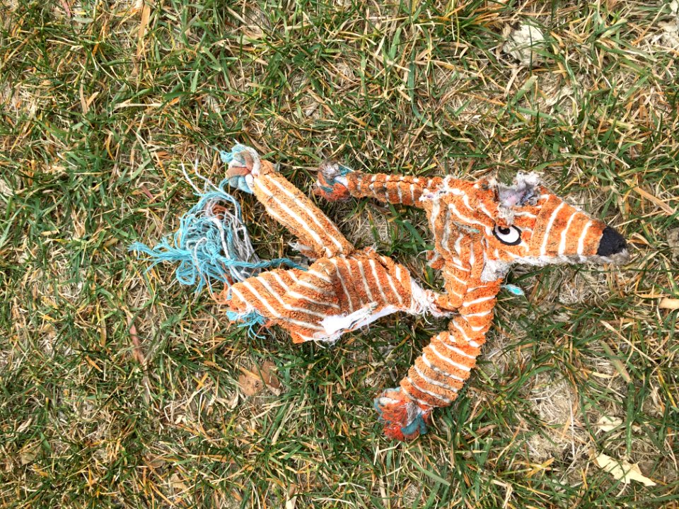 The Fox Has Seen Better Days