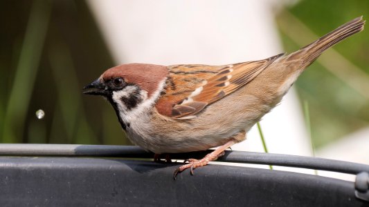 Der Feldsperling lässt auch das Wasser fliegen