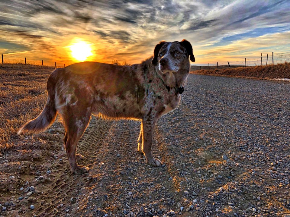 2020/366/66 Dog Ignores Amazing Sky
