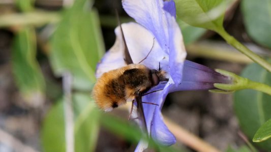 Bombylius major (Großer Wollschweber) kann auch "Kolibri"