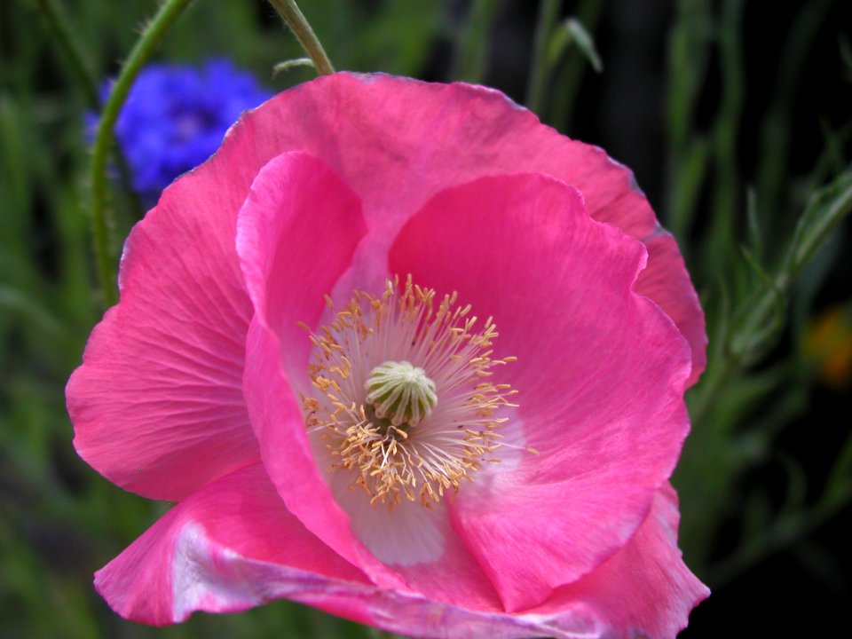 Spring Flowers From Strawberry
