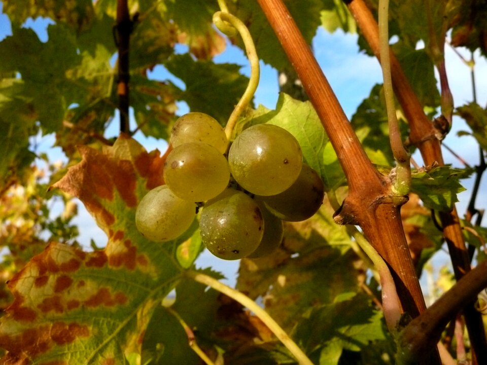 Vineyard autumn leaves
