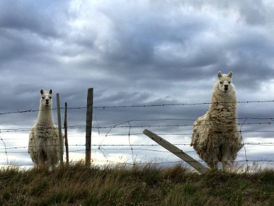 We Are Llama