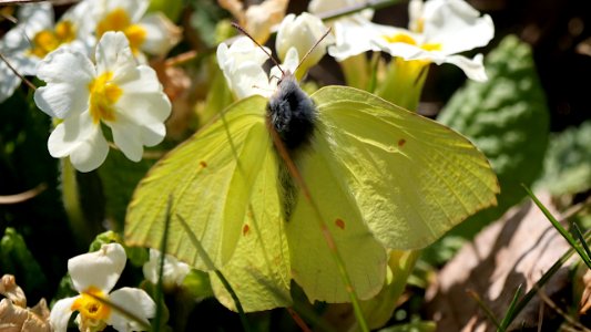 Gonepteryx rhamni (Zitronenfalter) im Flug 2