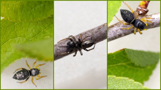 Heliophanus cupreus pair vs. H. flavipes
