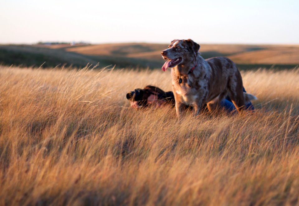 Photo Pointer Hound