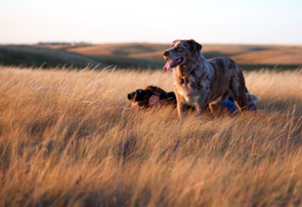 Photo Pointer Hound