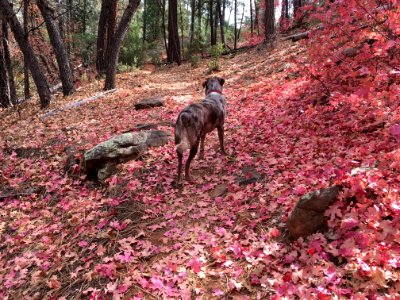 Pondering the Pink Maple Leaves photo