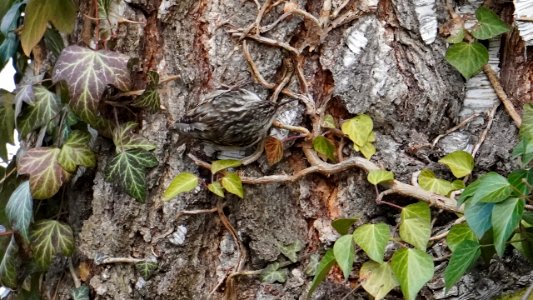 Gartenbaumläufer-gut getarnt