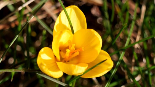 Gelbe Blüte photo