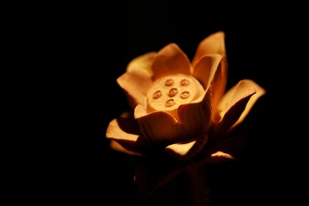 Lotus wood carving zen