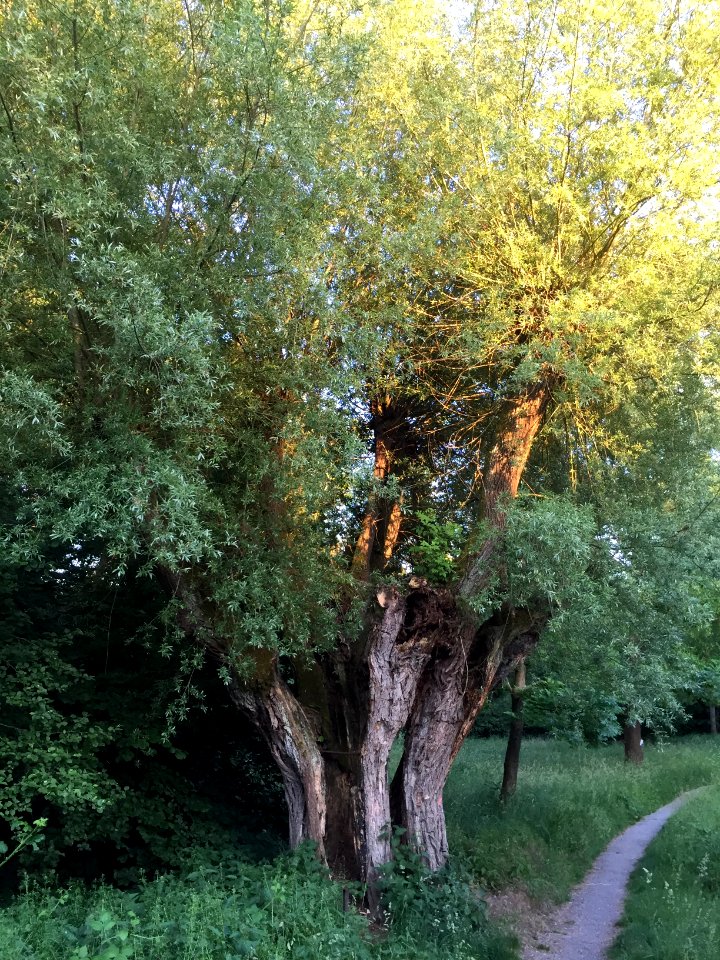 Hohle Weide, Naturdenkmal