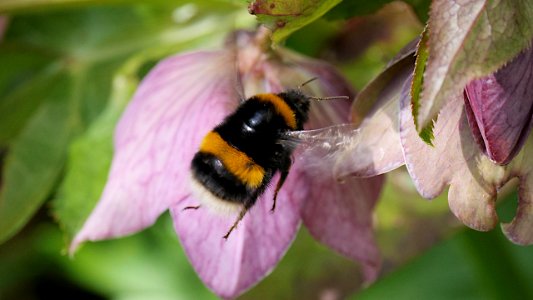 Bombus terrestris (Dunkle Erdhummel)