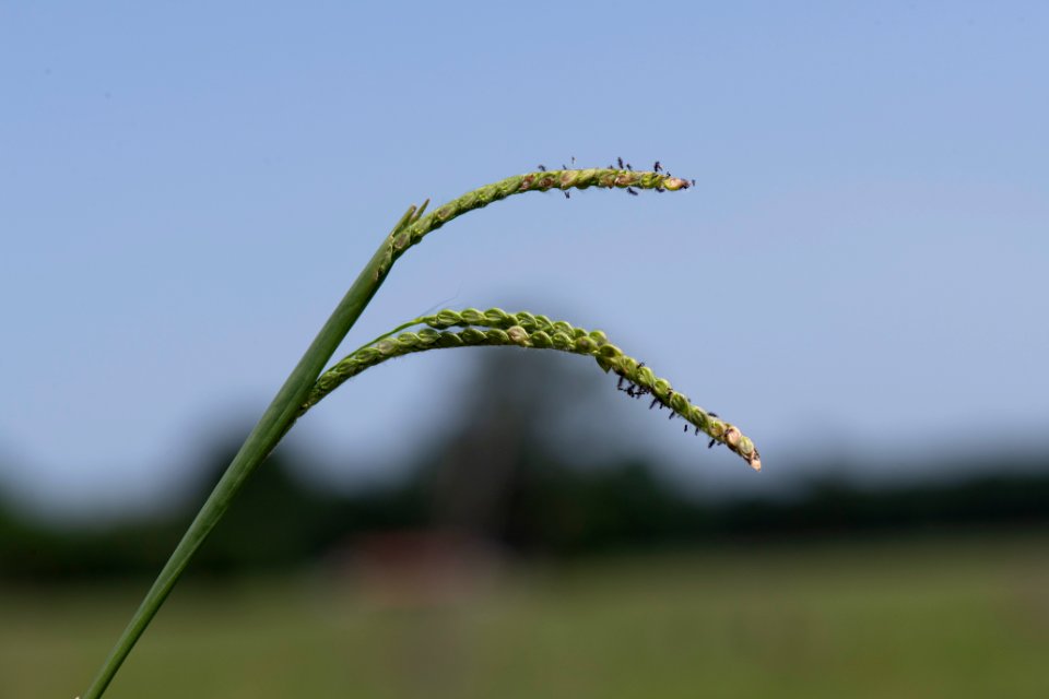 20190627-NRCS-LSC-0992