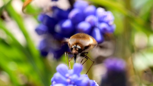Bombylius major (Großer Wollschweber ♂) an Traubenhyazinthe