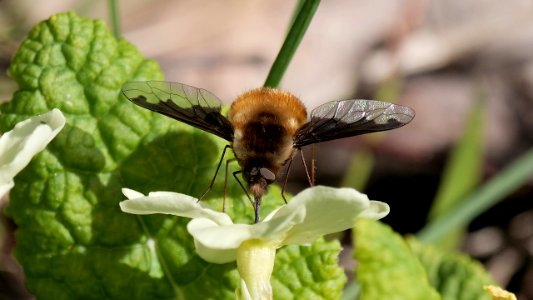 Bombylius major (Großer Wollschweber ♂) an Primel