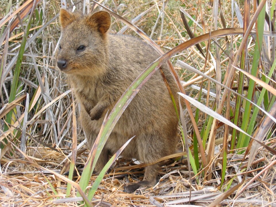 Indigenous marsupial wildlife