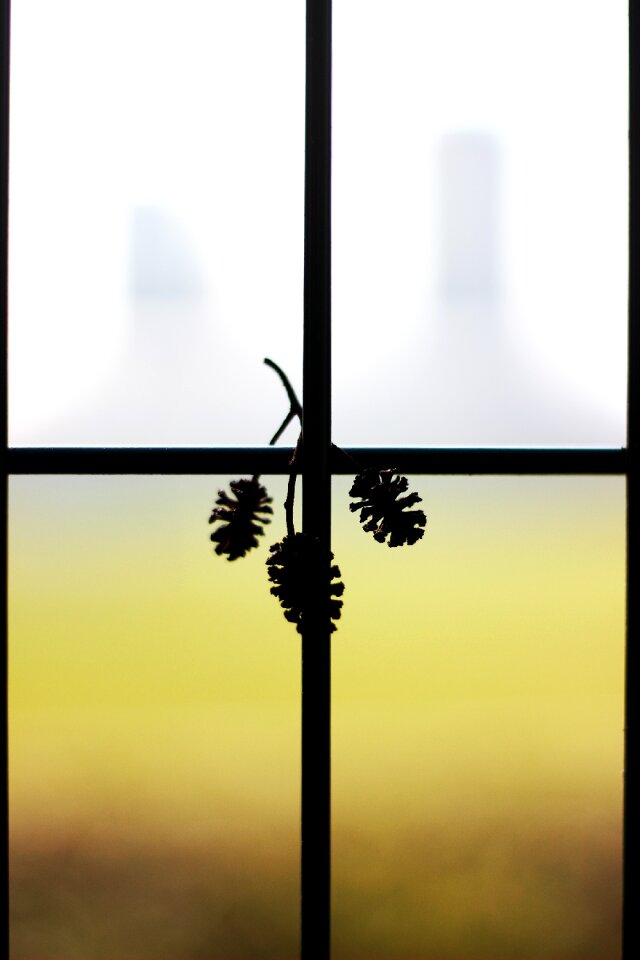 Plant white background