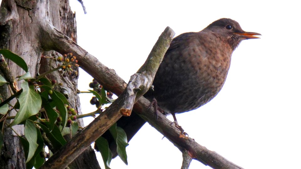 Amsel17 photo