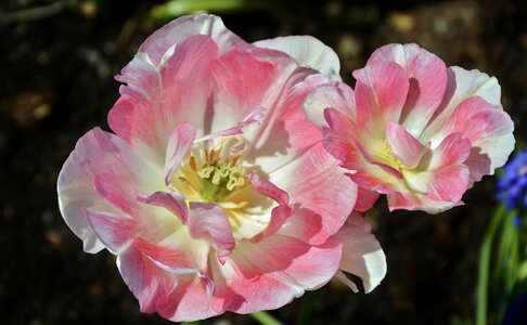 Summer plant floral photo