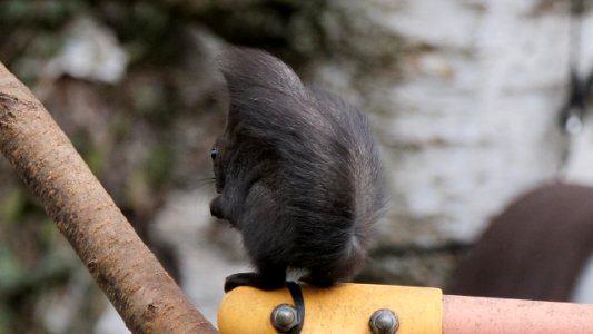 Ein Oachkatzlschwoaf ist ein prima Windschutz