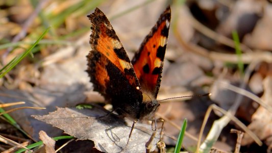 Aglais urticae (Kleiner Fuchs) frontal