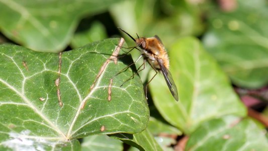 Bombylius major (Großer Wollschweber) - Weibchen