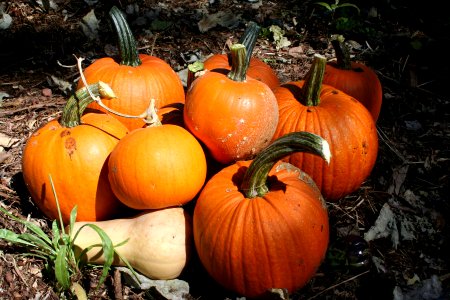 Pumpkin Harvest