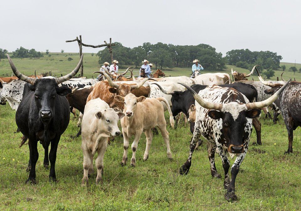 Beef agriculture cowboys