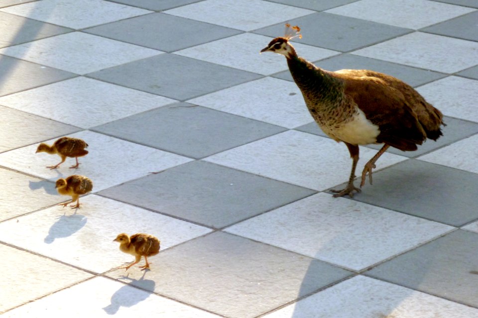 Mamá pava y sus pavitos